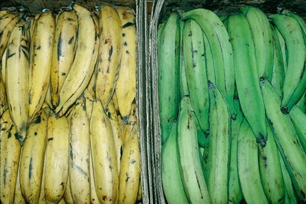 בננות Banana  Guineo) and Plantains  Platano
